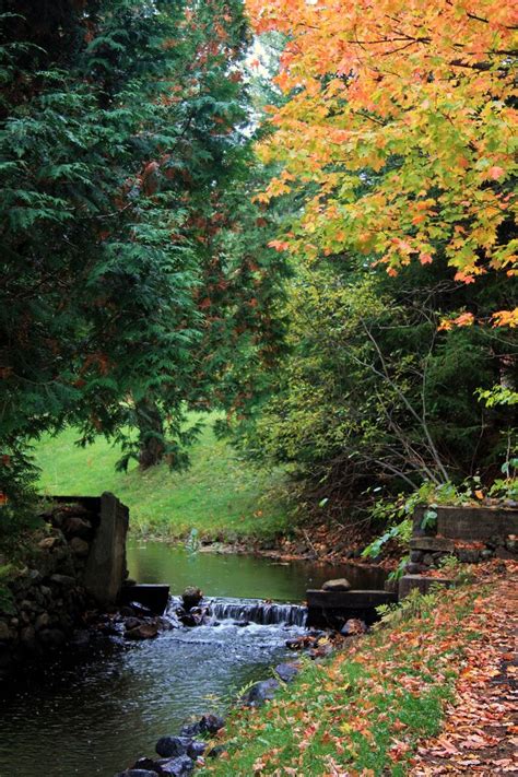 a stream running through a lush green forest filled with lots of fall colored leaves on the ground