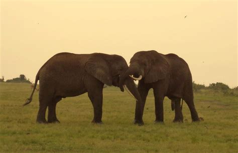 ANIMALS IN UGANDA’S NATIONAL PARKS - Uganda Wildlife Safaris, Uganda wildlife Tours, Uganda Safaris