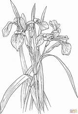 Iris Coloring Pages Flower Color Print Printable Getcolorings Sketch  sketch template