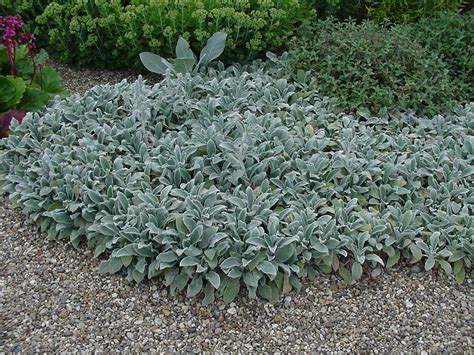 Stachys byzantina 'Silver Carpet' - lammöron | Silver carpet, Perennial ...