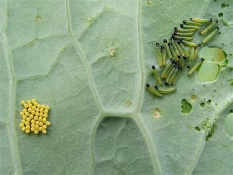 How to Get Rid of Cabbage Worms - Dengarden