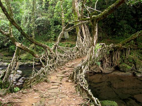 Living Root Bridge - by Soumya Menon | Text by Soumya Menon … | Flickr