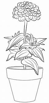 Zinnia Flower In Pot Coloring Page sketch template