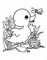 25 Free Duck Coloring Pages For Kids And Adults sketch template