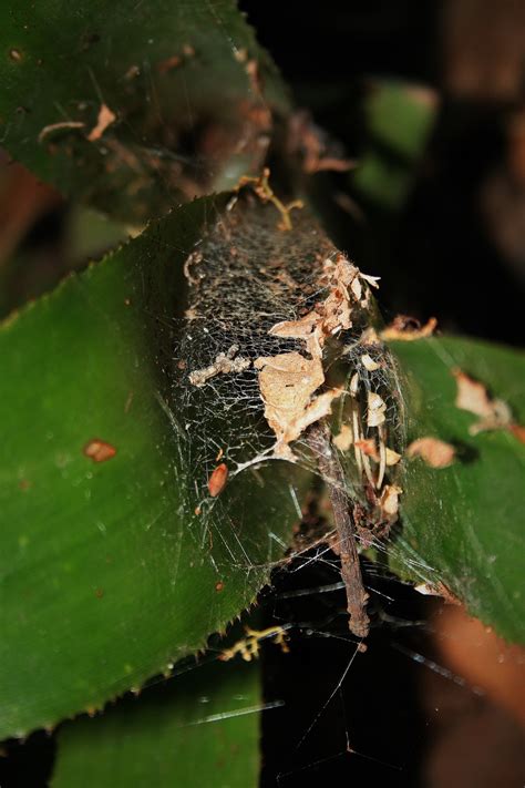 Debris Caught In Spider Web Free Stock Photo - Public Domain Pictures