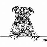 Staffordshire Bull Terrier Coloring Page Staffies Are Muscular And  sketch template