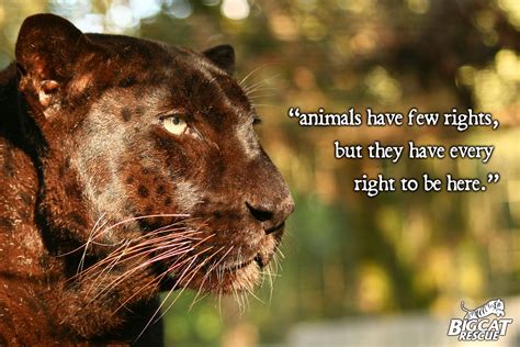 Saber the black leopard.... #animal #quotes | Animal Welfare | Pinterest | Animals, Cats and ...