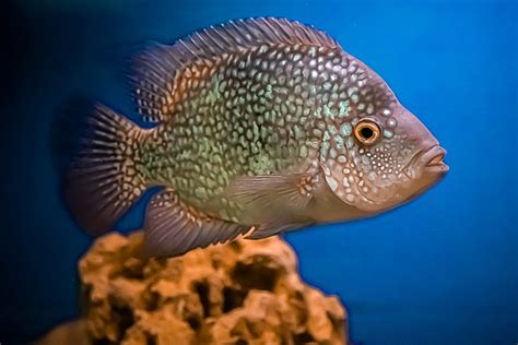 Texas Cichlid: Facts, Size, Caring, Tankmates & More - Daniel Oren