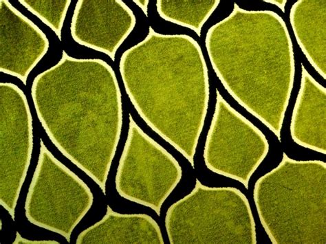 Olive Pattern Background Free Stock Photo - Public Domain Pictures