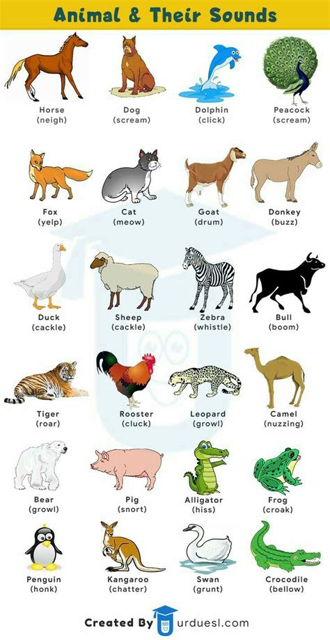 Animals Pictures With Names And Sounds