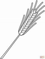 Wheat Coloring Page Free Printable  Home sketch template