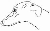 Greyhound Coloring Pages  Best For Kids sketch template