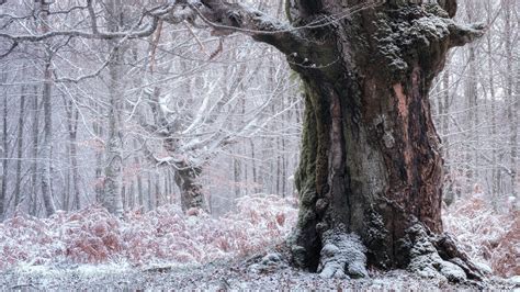 Tree Trunk During Winter 4K HD Winter Wallpapers | HD Wallpapers | ID #55374