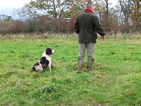 springer spaniel training - YouTube