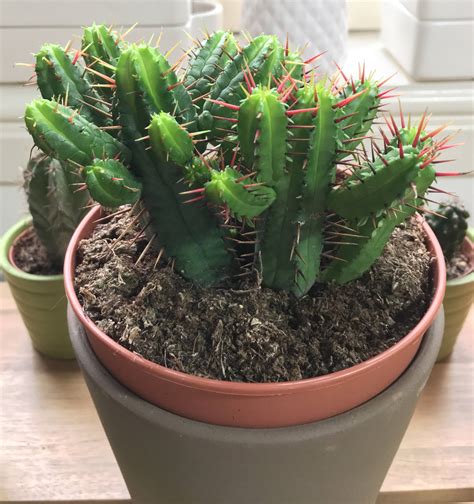 plant health - Does an injured succulent require amputation ...