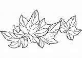 Ivy coloring Page  ColouringPages sketch template