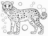 Fast And Fun Cheetah Coloring  Page sketch template