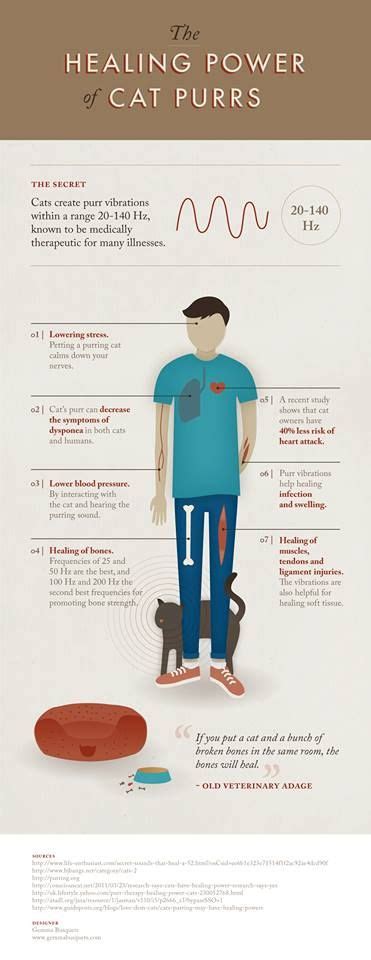 Who knew purring was so beneficial? | Purring cat, Cat purr, Crazy cats