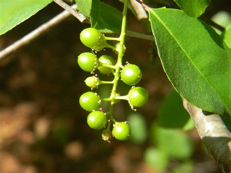 Chokecherry Berries by Sam A. Feldstein · 365 Project