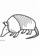 Armadillo Coloring Pages  Free Printable For sketch template