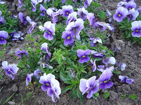 Violas: Plant Care and Collection of Varieties - Garden.org