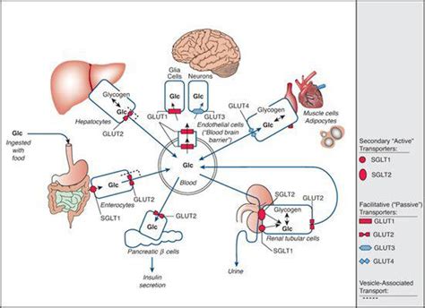 . Disorders of Glucose Transporters | Obgyn Key