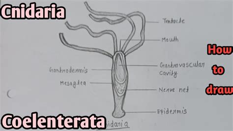 How to draw Cnidaria Diagram || निडारिया || Phylum- Coelenterata ...