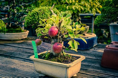 Tiny Bonsai Trees Can Grow Full-Sized Apples and Pomegranates