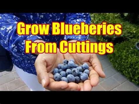 Detailed step-by-step information on how to propagate blueberries from softwood and hardwood ...