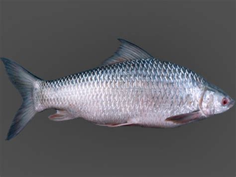 Mrigal Fish: Characteristics, Uses, Photo