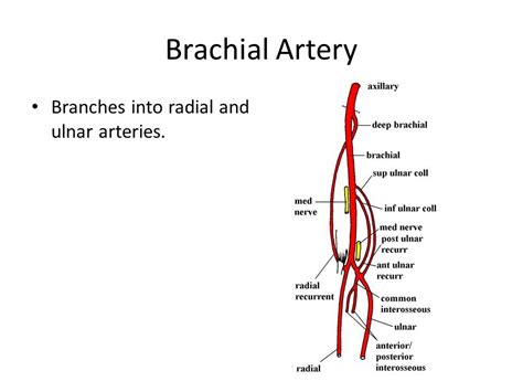 Image result for brachial artery branches | Anatomie