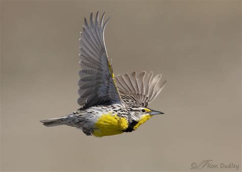 Western Meadowlark In Full Flight – Feathered Photography