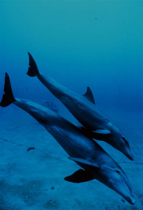 File:Bottlenose dolphin mother and juvenile.jpg - Wikipedia