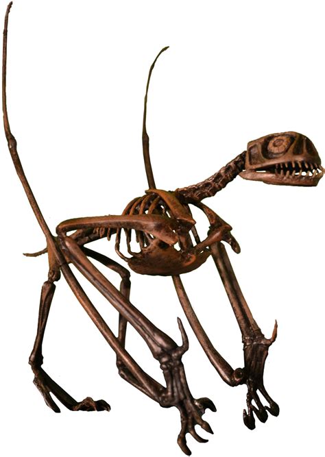 Jeholopterus - Wikipedia | Fossil bones, Prehistoric, Fossils