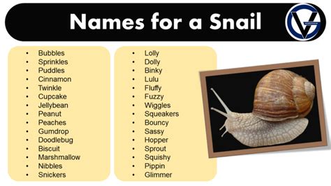 Good Names for a Snail - Name Ideas for Snails - GrammarVocab