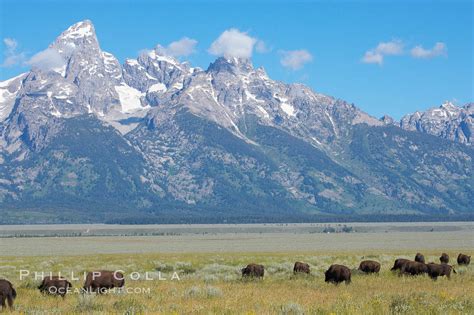 Bison herd grazes below the Teton Range, Bison bison photo, Grand Teton National Park, Wyoming