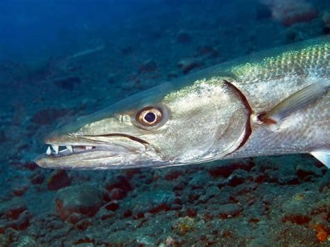 Is Barracuda Poisonous? What You Need To Know Before Eating – Ocean Action Hub