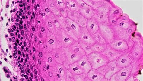 Epithelial Tissues: Stratified Squamous Epithelium | Flickr
