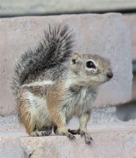 Harris Ground Squirrel (Ammospermophilus harrisii) | Eichhörnchen, Tiere