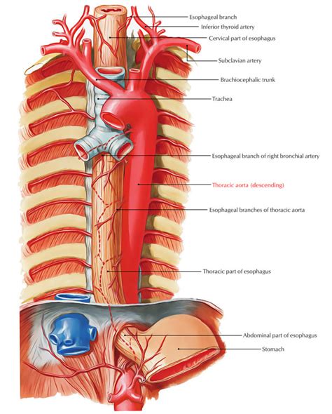 Descending Aorta – Earth's Lab