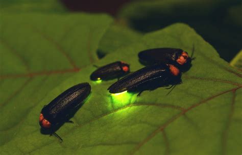 Fun Facts about Fireflies! — Bee Better Naturally with Helen Yoest