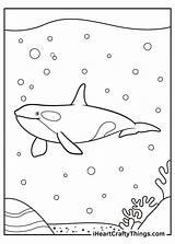 Killer Whale Coloring Pages Updated 2021 sketch template