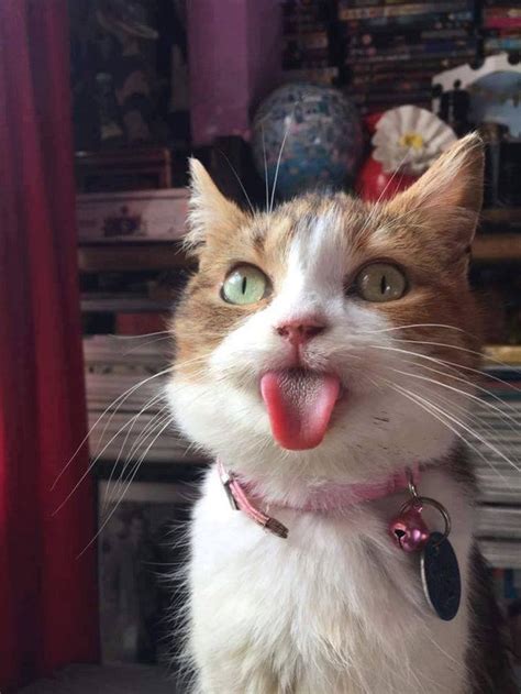 Literally Just 16 Photos of Cats Sticking Out Their Little Tongues – Meowingtons