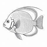 Premium Photo  Black And White coloring Picture Of A emperor angelfish sketch template