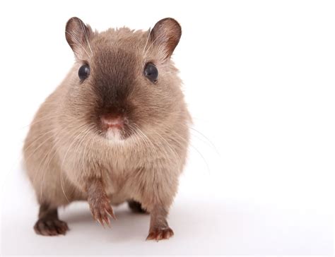 About Gerbils | Gerbils | Guide | Omlet US