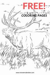 Tule elk deer coloring Page Free Printable Pages – Artofit sketch template