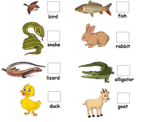 Free Printable Science Worksheets for Preschool - Animals 26 | Olympiad tester