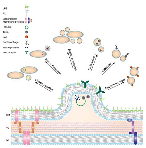 Frontiers | Outer Membrane Vesicle Induction and Isolation for Vaccine Development