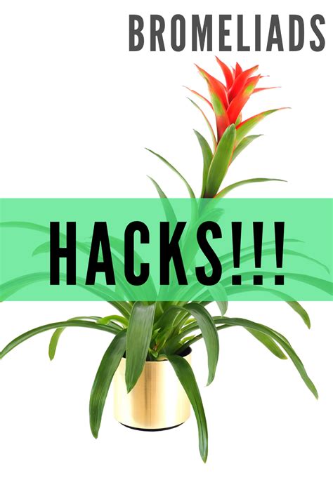 Bromeliad Care Hacks in 2020 | Bromeliads, Plant care, Plants