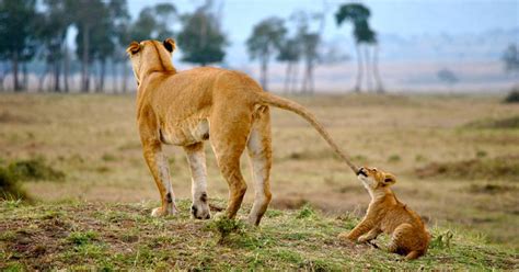 Photograph the Big 5 at the Maasai Mara Wildlife Reserve , Kenya